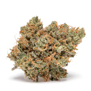 Photo of Pangaea | FLY