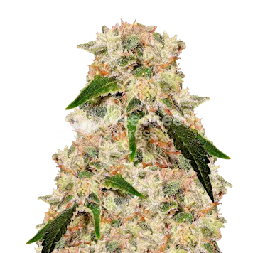 Photo of Rainbow Autoflower Seeds