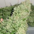 Product image for Mazar Auto Fem Seeds