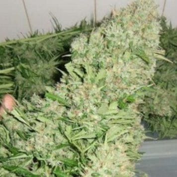 Photo of Mazar Auto Fem Seeds