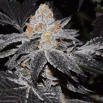 Photo of Platinum Girl Scout Cookies