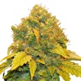 Banana Kush Feminized