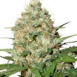 Product image for Candy Kush (fem) seeds