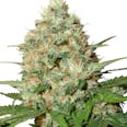 Candy Kush (fem) seeds