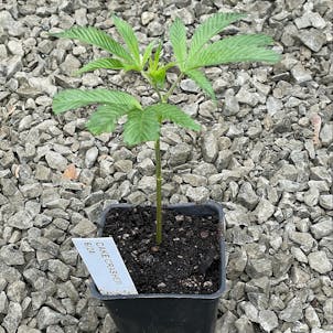 Photo of Cake Crasher Clone