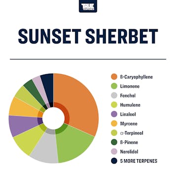 Photo of Sunset Sherbet Profile