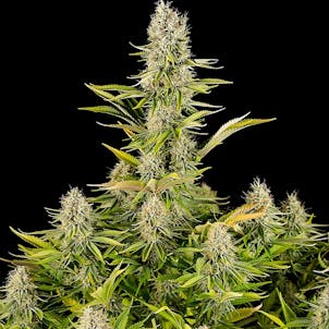 Photo of Amnesia Kush Autoflower