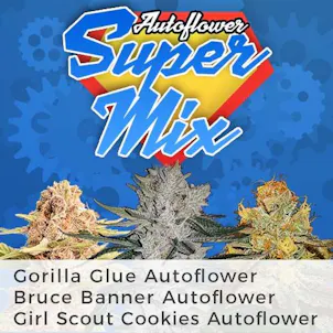 Photo of Autoflower Super Mixpack