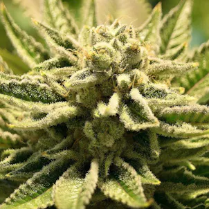 Photo of Gorilla Glue Xpress