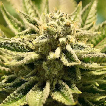 Photo of Gorilla Glue Xpress