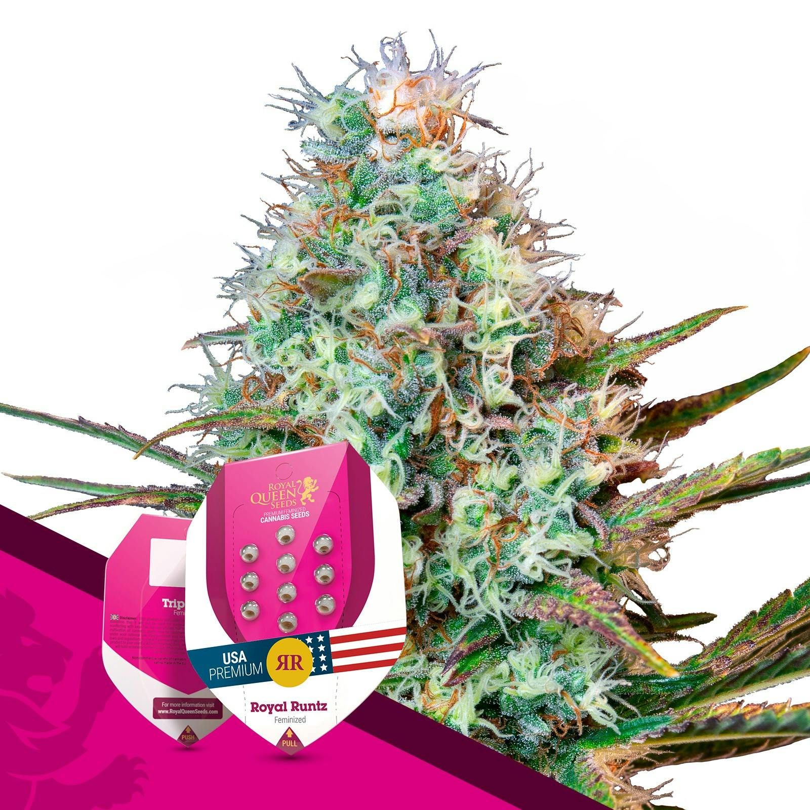 Royal Queen Seeds Royal Runtz Leafly 1364