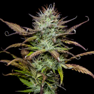 Photo of Purple Punch Autoflower Feminized Cannabis Seeds