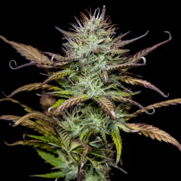 Photo of Purple Punch Autoflower Feminized Cannabis Seeds