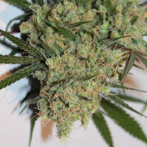 Photo of Melon Gum Clones