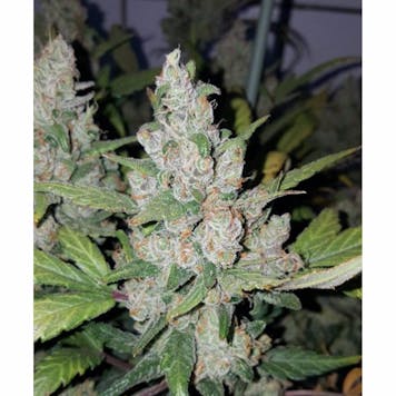 Photo of Californian Snow