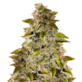 Golden Goat Feminized Seeds