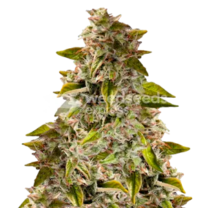 Photo of Golden Goat Feminized Seeds