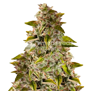 Photo of Golden Goat Feminized Seeds