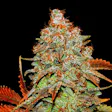 Product image for Bubble Gum Auto Fem Seeds