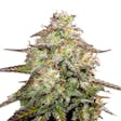 Product image for MOAB - Mother Of All Buds Feminized