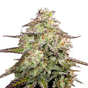 Photo of MOAB - Mother Of All Buds Feminized