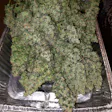 Product image for Green Poison Auto Fem Seeds