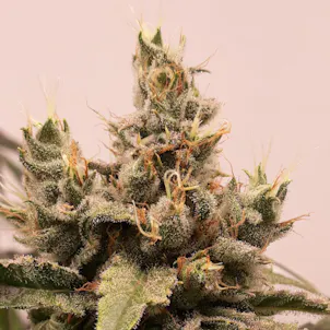 Photo of Orange Julia CBD