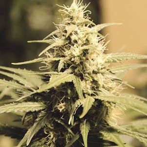 Photo of Super Skunk Autoflowering Seeds