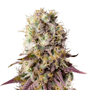 Photo of Pinkman Goo Feminized Seeds