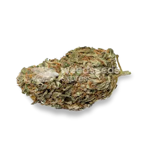 Photo of Black Domina Feminized Seeds