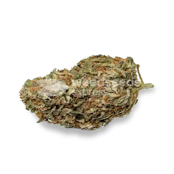 Photo of Black Domina Feminized Seeds