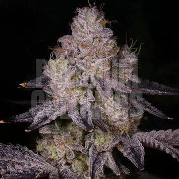 Photo of Black Truffle