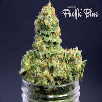 Photo of Pacific Blue