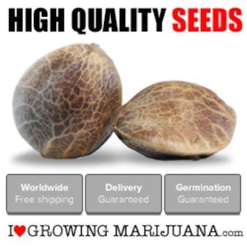 Photo of ILGM (I Love Growing Marijuana)