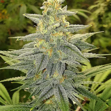 Photo of SKY WALKER - 10 PACK