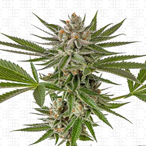 Photo of Tropical Truffle Runtz