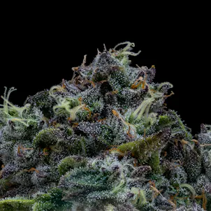 Photo of Blulato FloraCal Indica Premium Flower (3.5g)