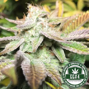 Photo of GG4 (fka Gorilla Glue #4) / Original Glue