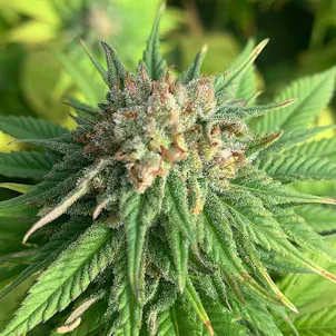 Photo of Stormy Daniels CBD Feminized Hemp Seed