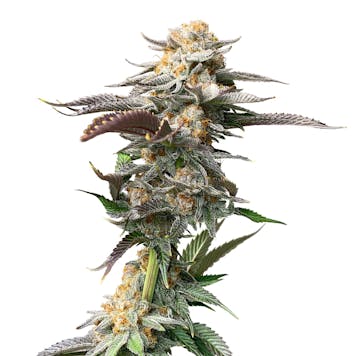 Photo of Queen Harley (CBD)