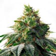 Product image for OG Mass Feminized