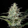 Product image for Super Lemon Haze Feminized Cannabis Seeds