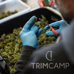 Photo of Hand Trimming