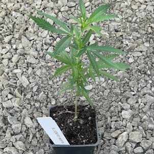 Photo of Blueberry Muffin Clone