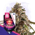 Product image for MAC 1 Automatic by Zamnesia Seeds