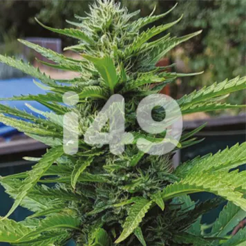 Photo of White Widow Fem