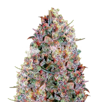 Photo of Cherry Pie Feminized Seeds