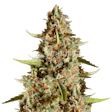 Product image for Fire OG Feminized Seeds