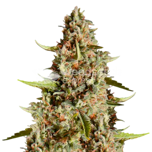 Photo of Fire OG Feminized Seeds