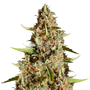 Photo of Fire OG Feminized Seeds